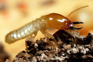 Waspada Rayap di Musim Hujan: Edukasi Penting Agar Rumah Tetap Terlindungi